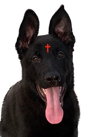 catholic canine